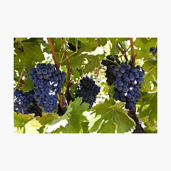 Item preview, Burgundy grapes on the vine designed and sold by Kevin Hayden.