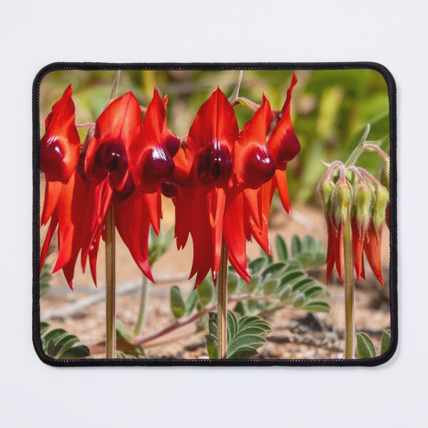 Item preview, Sturt's Desert Pea designed and sold by SallyB.Photography.