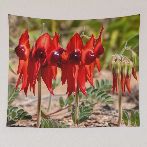 Item preview, Sturt's Desert Pea designed and sold by SallyB.Photography.