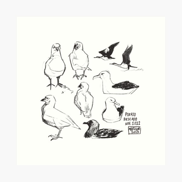 Vista previa del artículo con la obra «Sketches Albatros», diseñado y vendido por Ara  Bird.