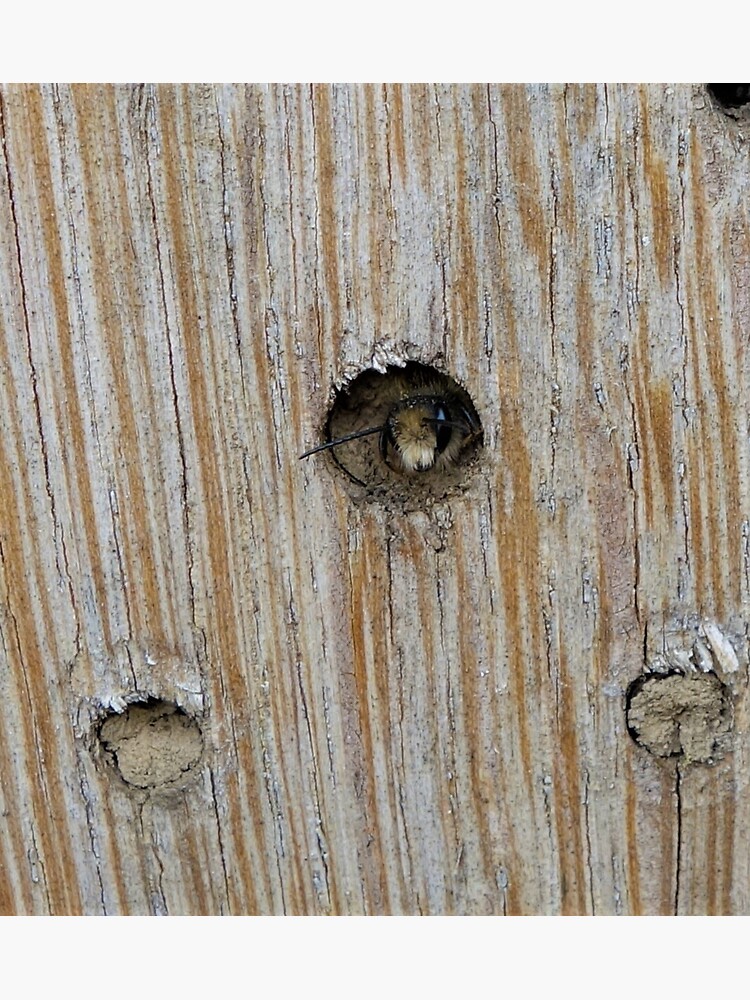 Emerging Mason Bee by gardenpictures