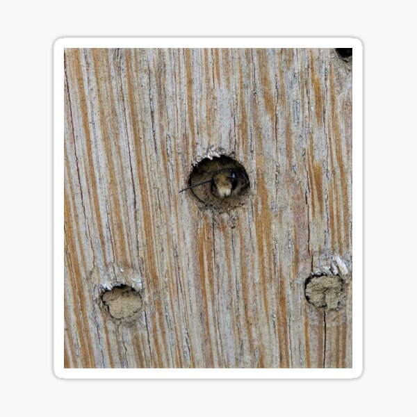 Emerging Mason Bee Sticker