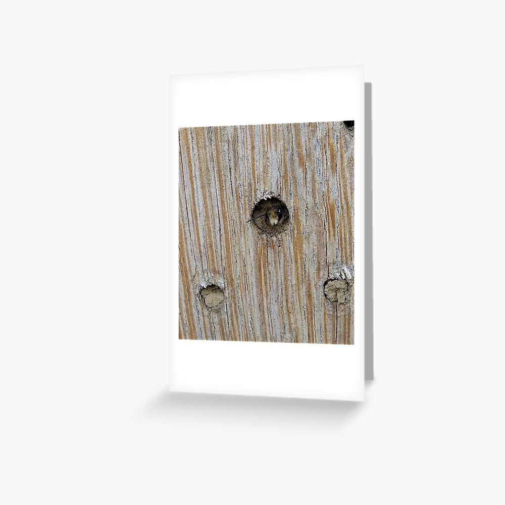 Emerging Mason Bee Greeting Card