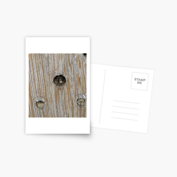 Emerging Mason Bee Postcard