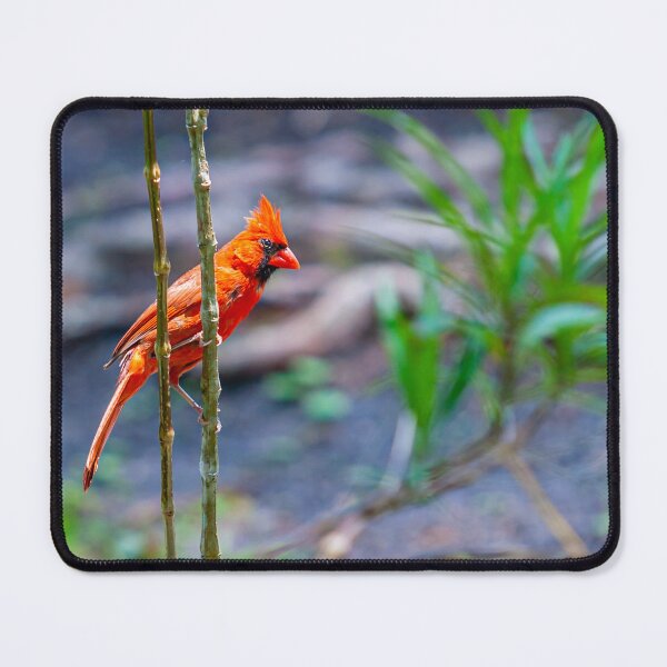 Item preview, Northern Cardinal  designed and sold by Dalyndigital Photography.