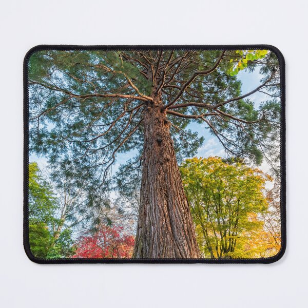 Item preview, Giant Redwood Tree designed and sold by AJEvans.