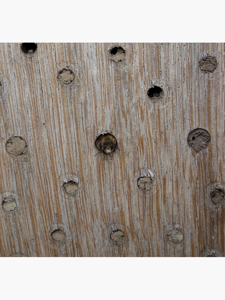 Emerging Mason Bee by gardenpictures