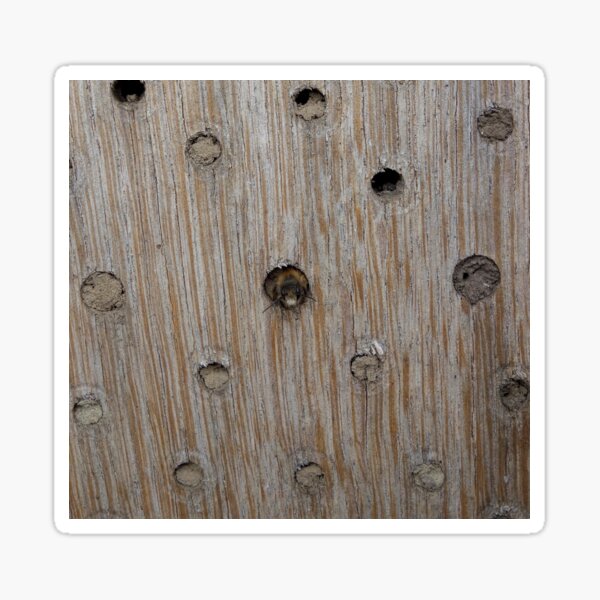 Emerging Mason Bee Sticker