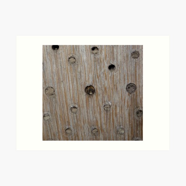 Emerging Mason Bee Art Print