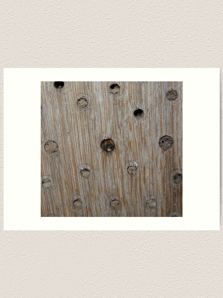 Alternate view of Emerging Mason Bee Art Print