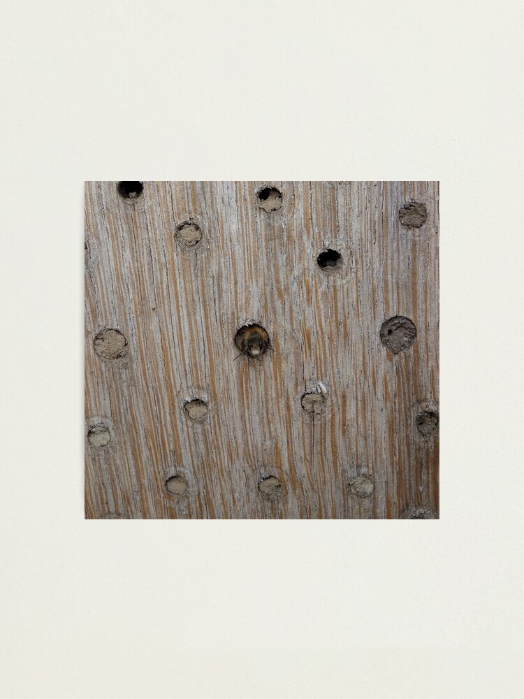 Alternate view of Emerging Mason Bee Photographic Print