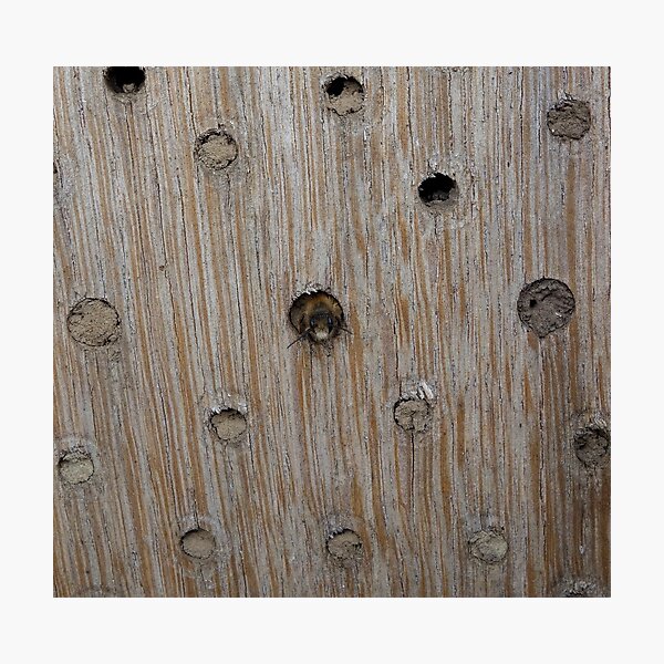 Emerging Mason Bee Photographic Print