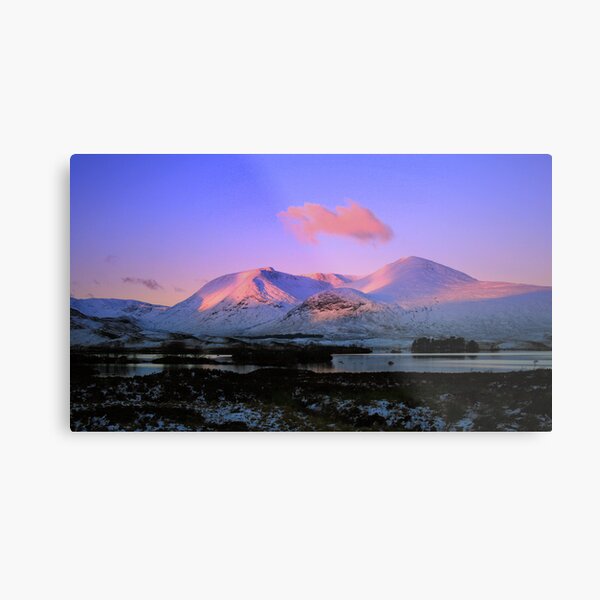 Blackmount Rose Metal Print