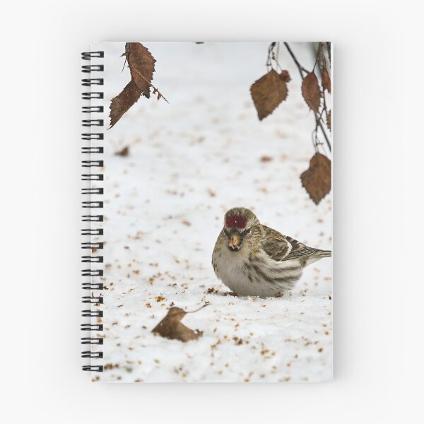 Item preview, Who has droppped all these seeds. Mealy redpoll designed and sold by Jouko Lehto Photography.