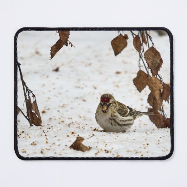 Item preview, Who has droppped all these seeds. Mealy redpoll designed and sold by Jouko Lehto Photography.