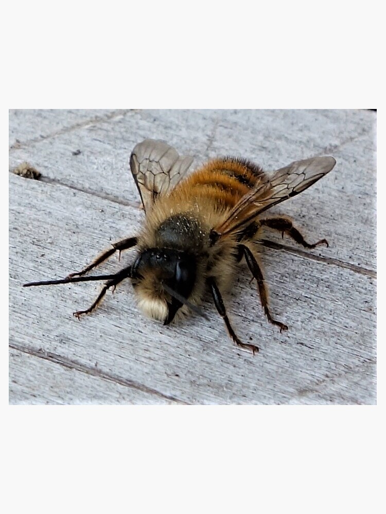 Fluffy Bee by gardenpictures