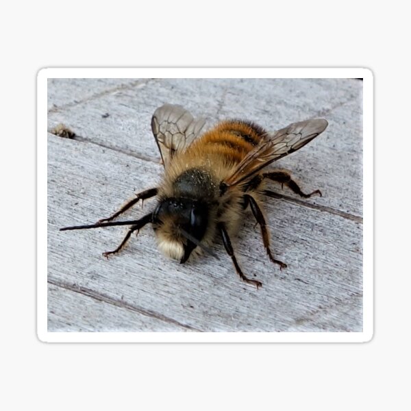 Fluffy Bee Sticker
