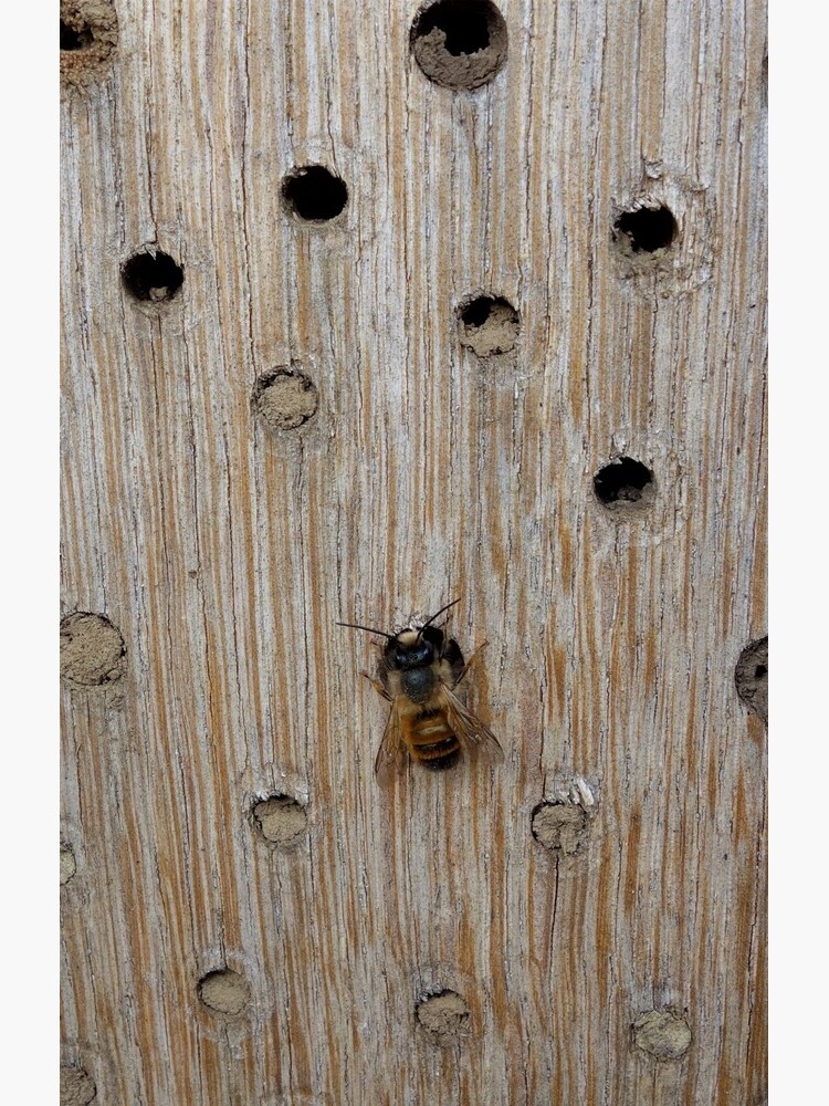 Solitary Bee by gardenpictures