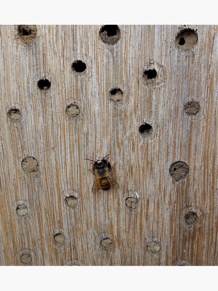 Solitary Bee by gardenpictures