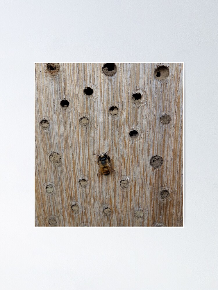 Alternate view of Solitary Bee Poster