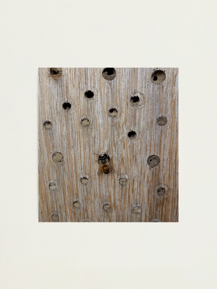 Alternate view of Solitary Bee Photographic Print