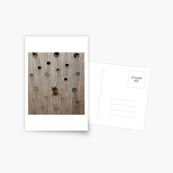 Solitary Bee Postcard
