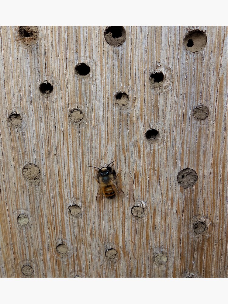 Solitary Bee by gardenpictures