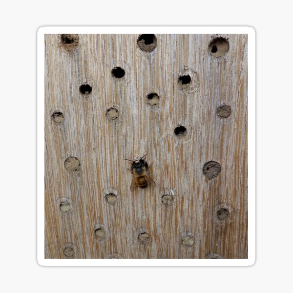 Solitary Bee Sticker
