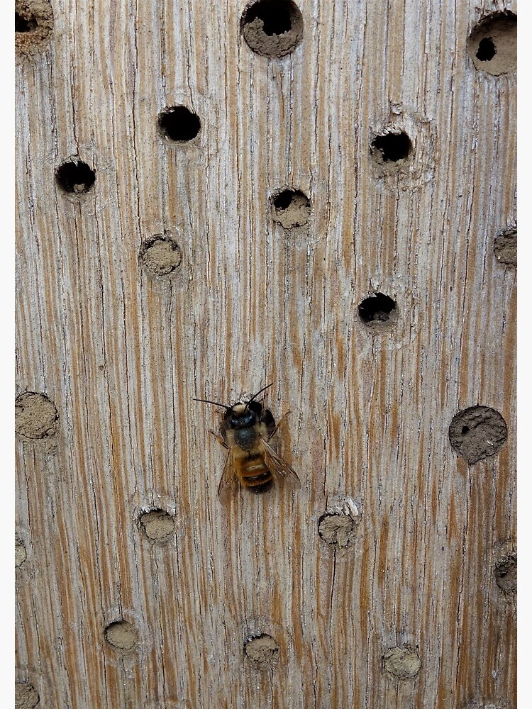Solitary Bee by gardenpictures