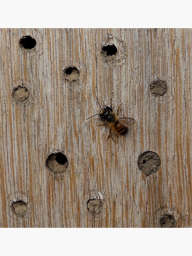 Solitary Bee by gardenpictures