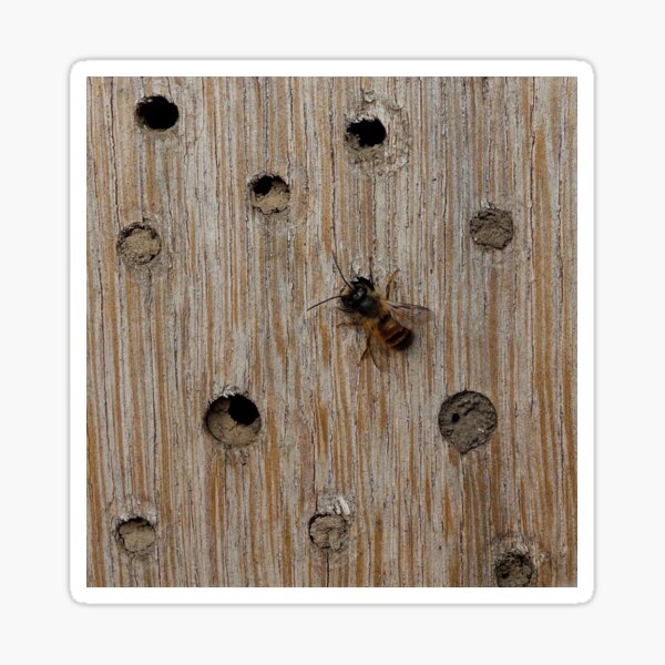 Solitary Bee Sticker