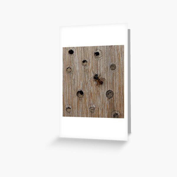 Solitary Bee Greeting Card
