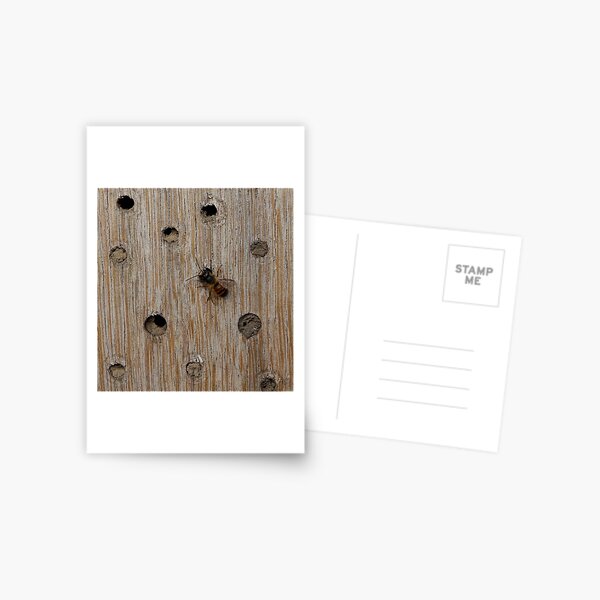 Solitary Bee Postcard