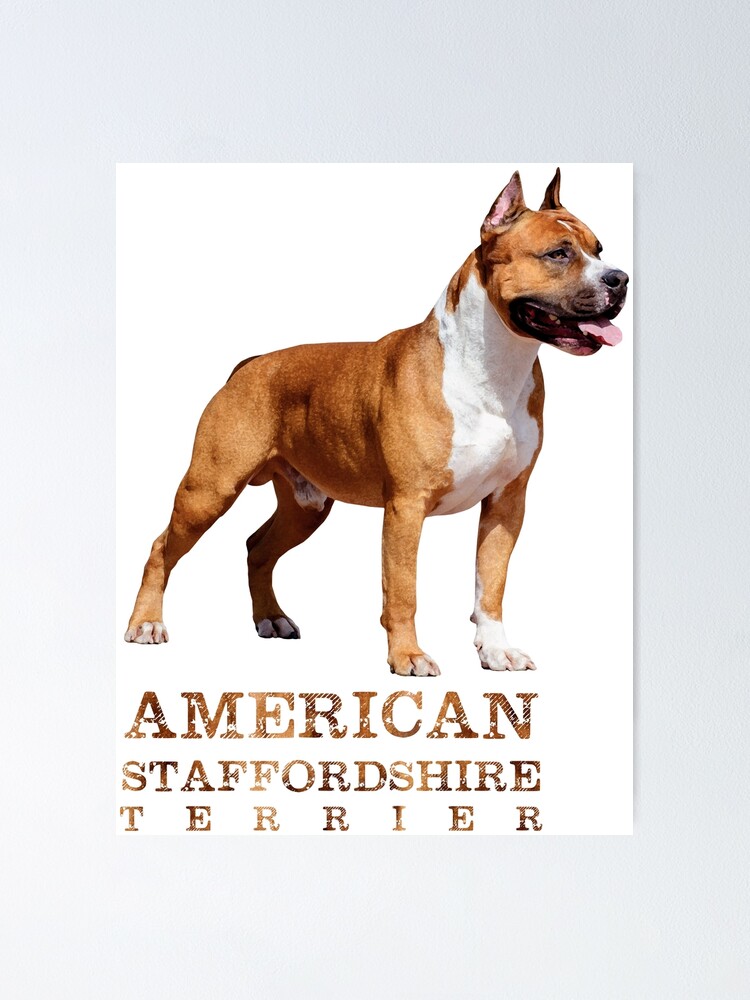 american standard terrier