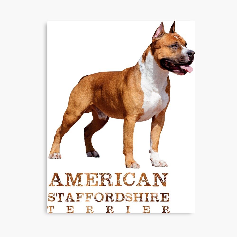 american staffordshire t