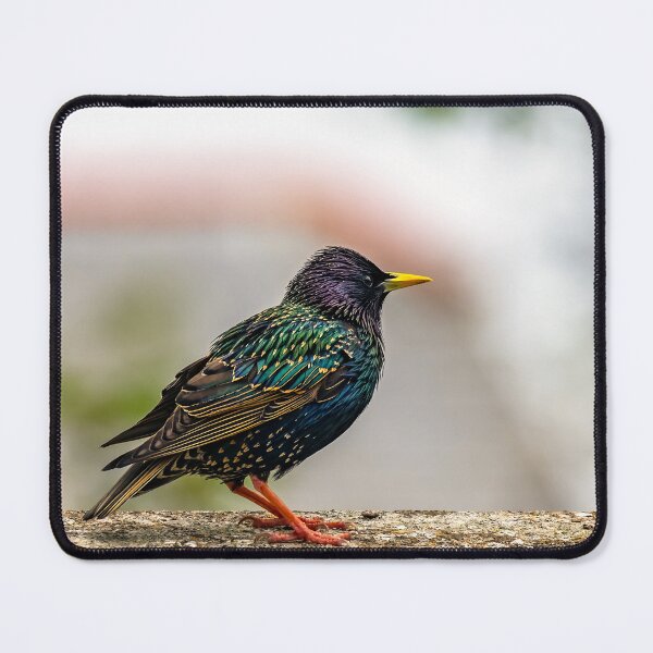 Item preview, European Starling designed and sold by AJEvans.