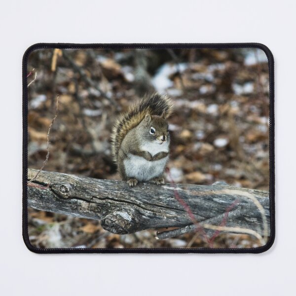 Item preview, North American red squirrel. designed and sold by CanadianWild418.