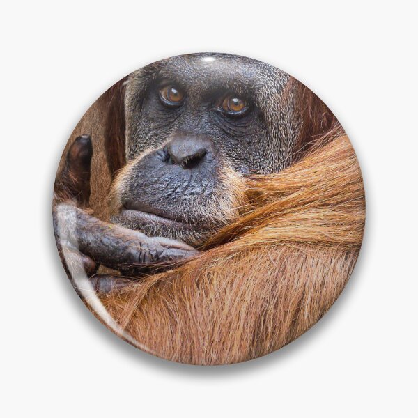 Item preview, Sumatran Orangutan  designed and sold by AJEvans.