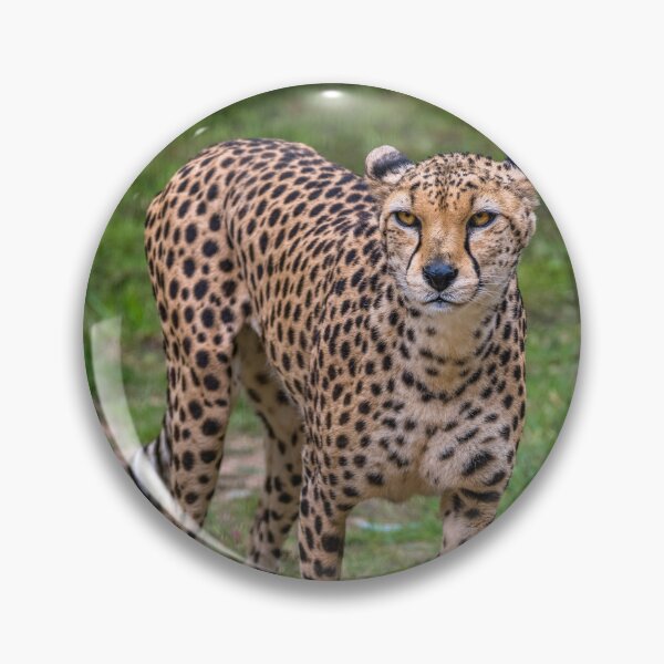 Item preview, Cheetah designed and sold by AJEvans.