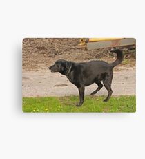 Three Legs Canvas Print