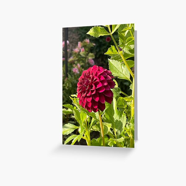 Item preview, Beautiful darker red Dahlia flower in bloom designed and sold by ClaudiasCousin.