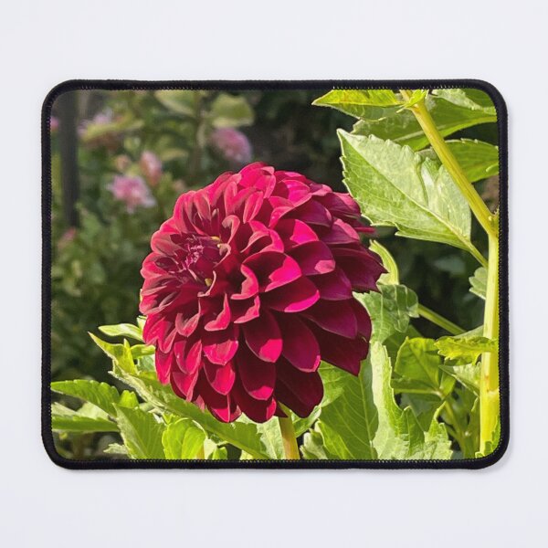 Item preview, Beautiful darker red Dahlia flower in bloom designed and sold by ClaudiasCousin.