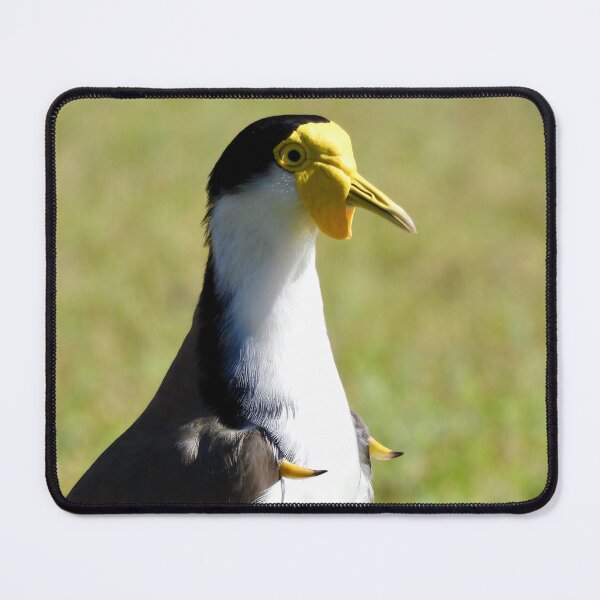 Item preview, Masked Lapwing plover showing spurs designed and sold by Mark Grimsley.