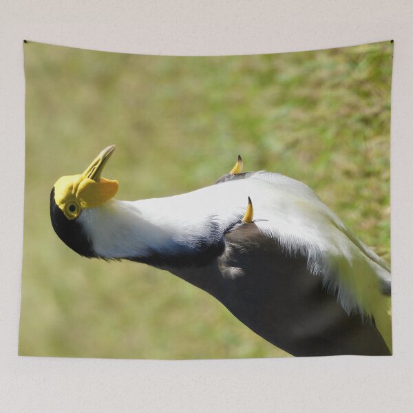 Item preview, Masked Lapwing plover showing spurs designed and sold by Mark Grimsley.