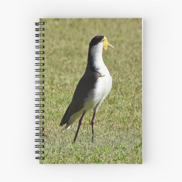 Item preview, Masked Lapwing plover spurs out designed and sold by Mark Grimsley.