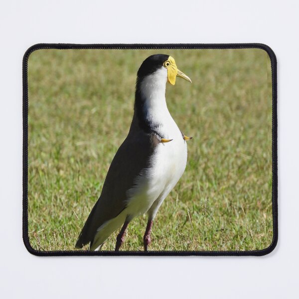 Item preview, Masked Lapwing plover spurs out designed and sold by Mark Grimsley.