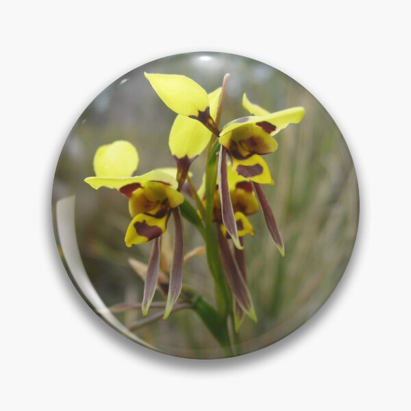 Item preview, Tiger orchid, Waverley Flora Park, Tasmania designed and sold by OrangeShperes.