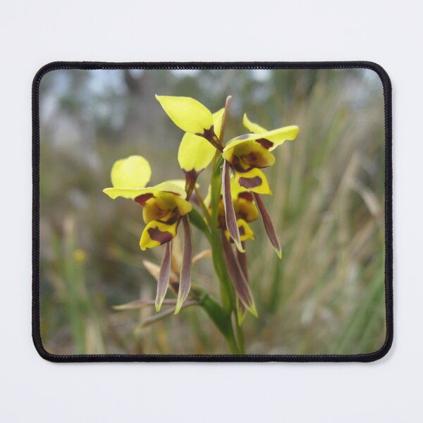 Item preview, Tiger orchid, Waverley Flora Park, Tasmania designed and sold by OrangeShperes.