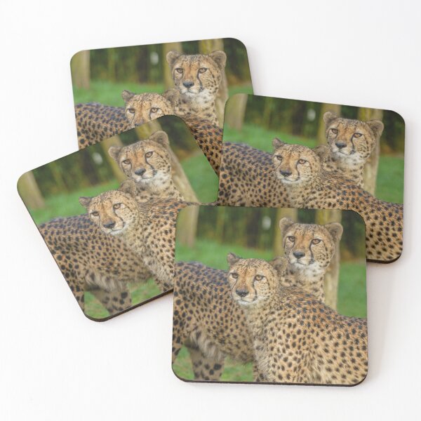 Item preview, Cheetah Duo designed and sold by rawshutterbug.