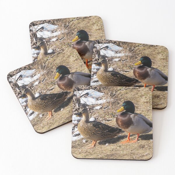 Item preview, Male and Female Mallard Ducks designed and sold by BackyardBirder.